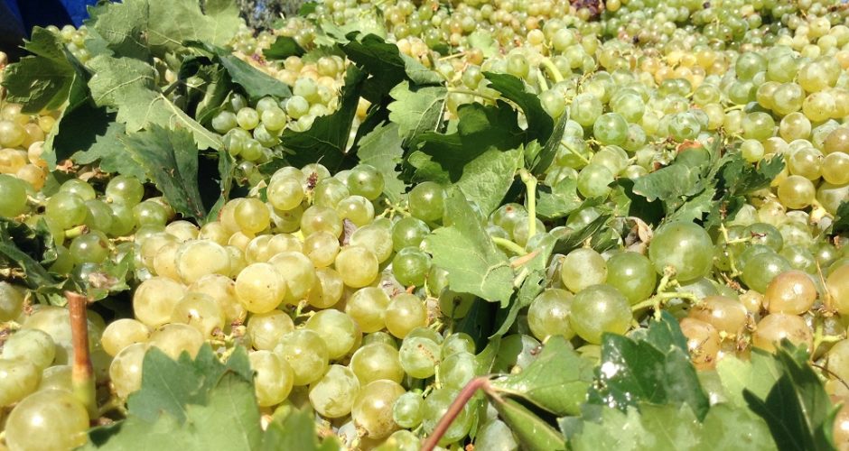 Sapete come gustare un bicchiere di vino ??