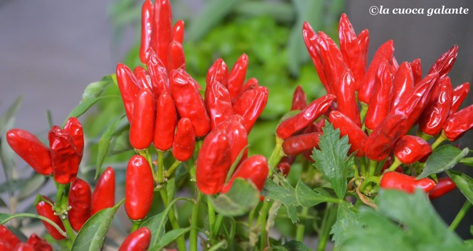 I peperoncini di Wilbur Scoville